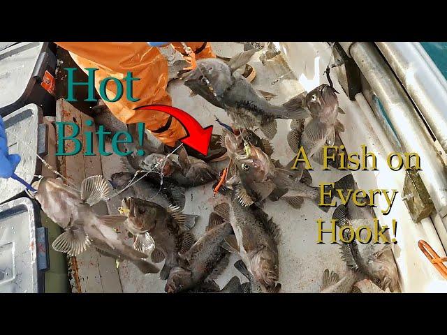 Hot Bite! - Jigging Black Rockfish in Alaska | Commercial Hook and Line Fishing