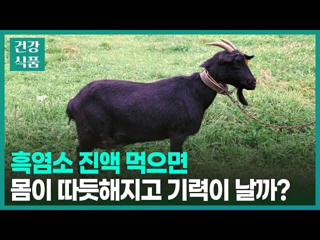 흑염소 진액 효능, '이런' 분들만 꼭 드세요! (내 체질에 맞을까?)