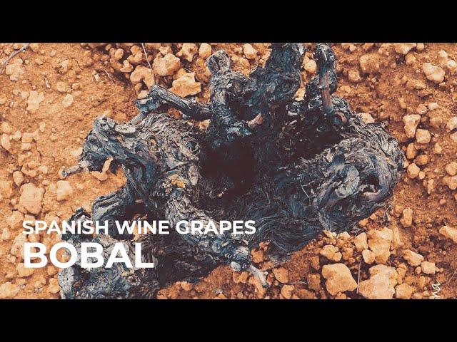 Spanish Wine Grapes: Bobal