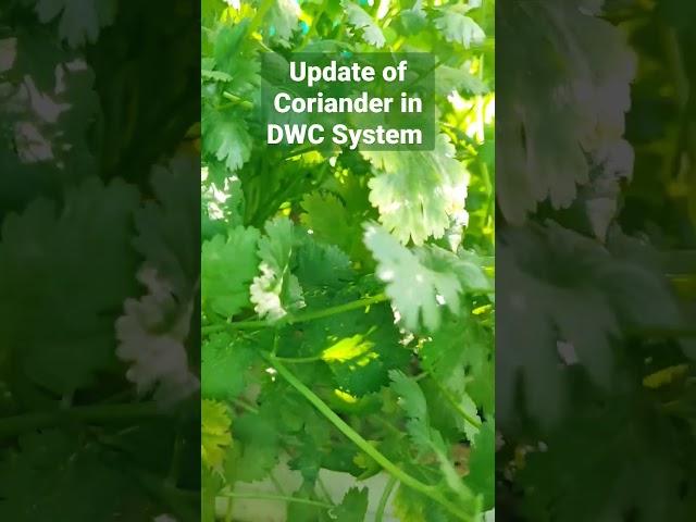 Update of coriander in hydroponics DWC system #viral #satisfying #trending #amazing #shorts