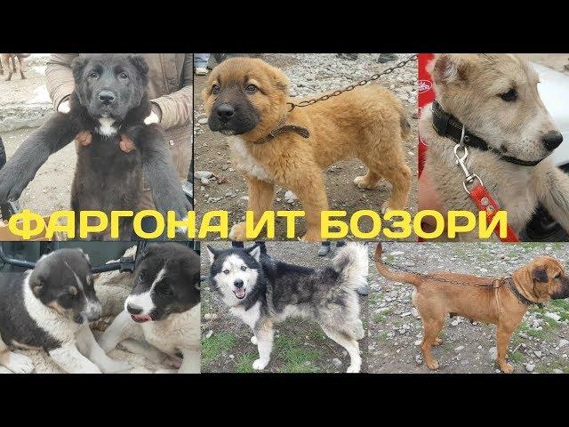 АЛАБАЙ БОЗОР БУЛИБ КЕТТИ | ФАРГОНА ИТ БОЗОРИ