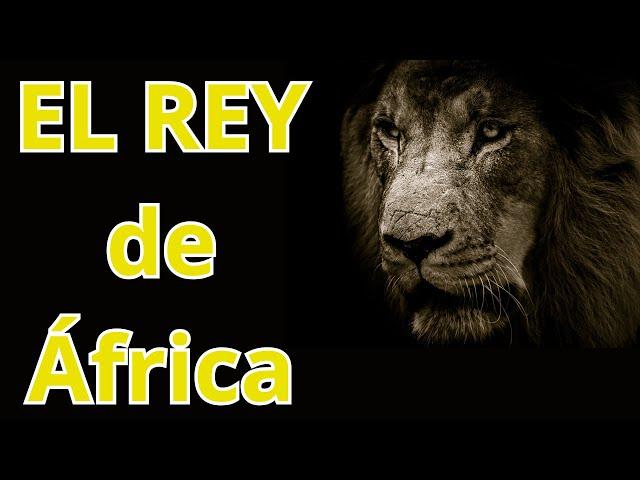 El Rey de la Sabana: La Majestad del León Africano