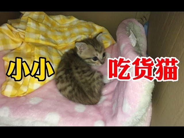 捡猫第41天｜一只小小吃货猫正在成长