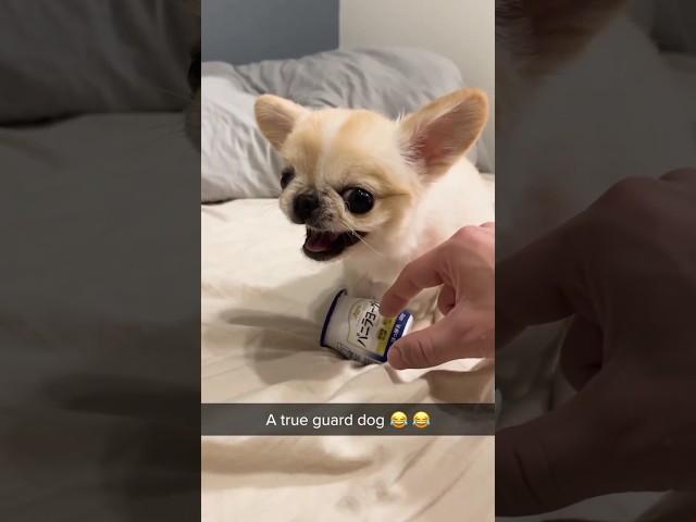 Angry And Cute Dog ️ #shorts #dog #short