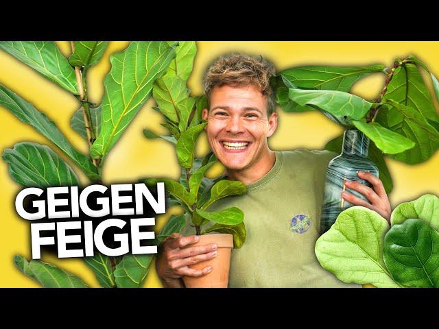 GEIGENFEIGE RICHTIG PFLEGEN - Der ultimative Guide | Joey's Jungle