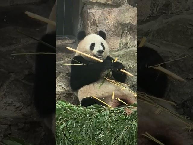 卡顿果果…