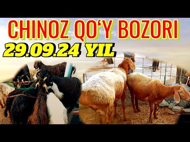 CHINOZ QOʻY BOZORIDAGI BUGUNGI NARXLAR 