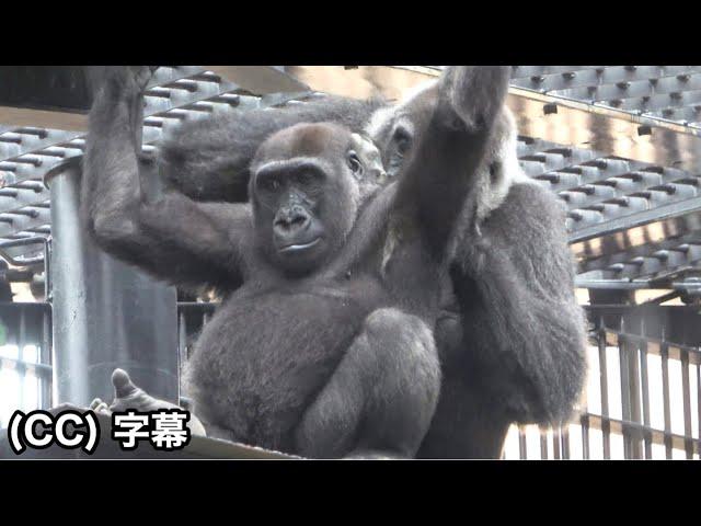 Mom Genki's motherhood is back again! Kintaro like a baby.｜Momotaro family, Gorilla