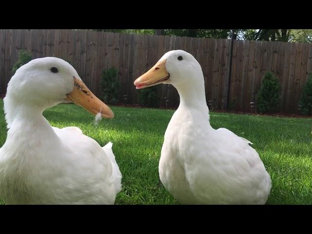 Male Drake and Female Pekin Ducks Quacking