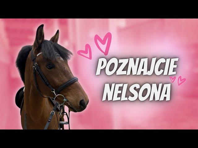 NOWY KOŃ  POZNAJCIE NELSONA (KUCYKA) ️