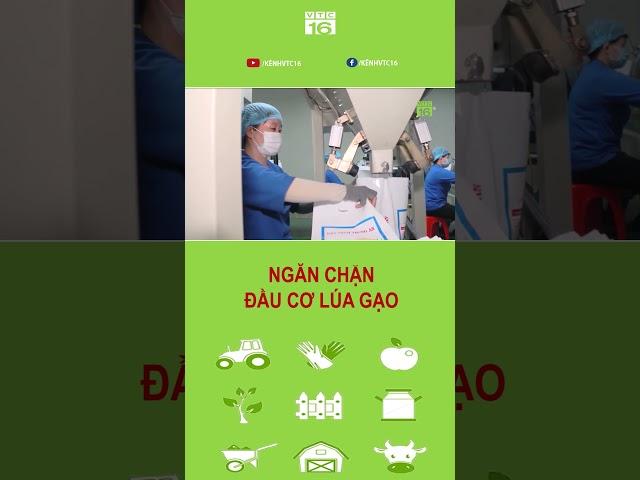 Ngăn chặn đầu cơ lúa gạo | VTC16