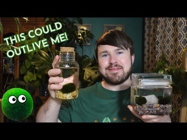 Marimo Moss Balls - Fascinating History, Create Your Own Display (Demo) and Complete Care Guide!