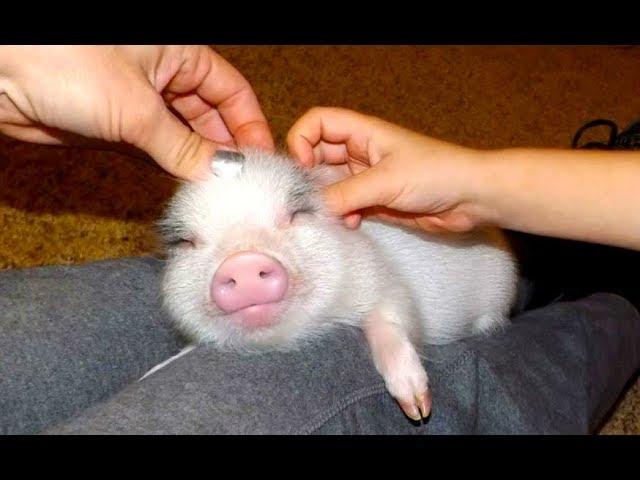 MOST ADORABLE Mini Pig Videos - Cute Micro Pig 2017