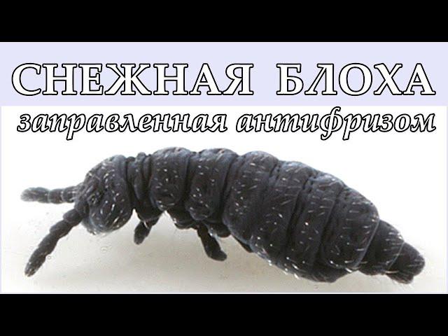 СНЕЖНАЯ БЛОХА - Заправленная антифризом