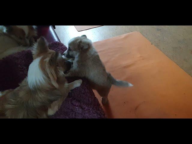 Steinunn's Kennel  Indoor playing in the afternoon 