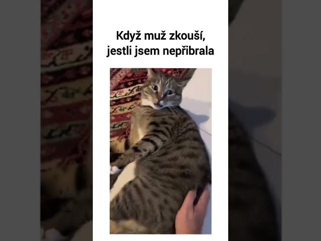 Když manžel zkouší, jestli jsem náhodou nepřibrala #vtipy #humor #zábava #cat