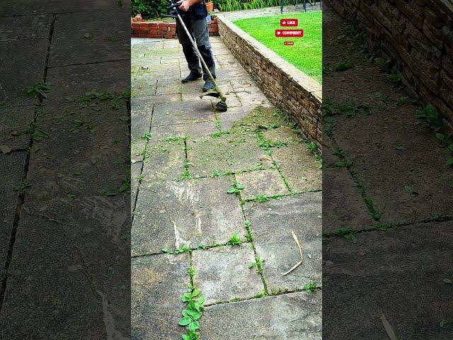TIP video. DO this NOW for fast results to get rid of patio weeds #shorts #gardeningtips