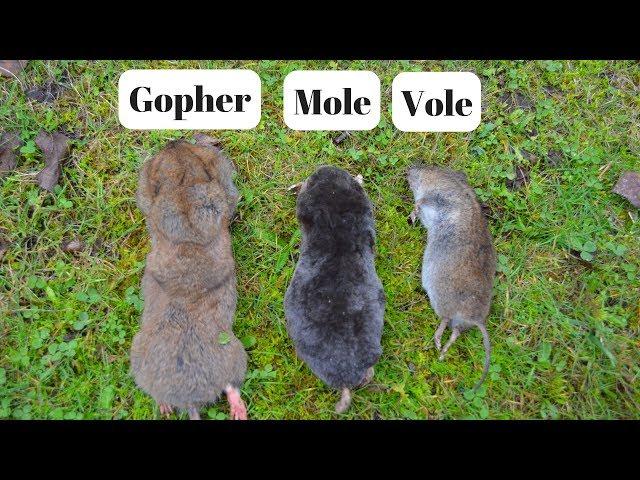 How To Identify If You Have Gophers, Moles, Or Voles Digging Up Your Yard.