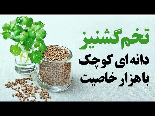 تخم گشنیز، دانه ای کوچک با هزار خاصیت