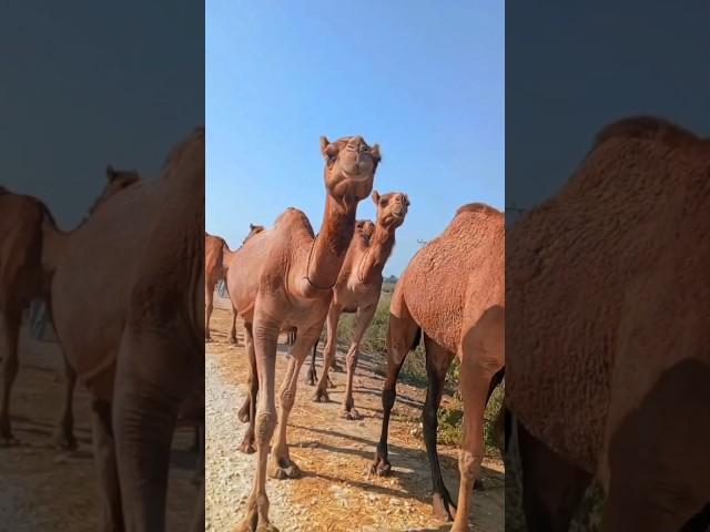 Camels Round In Nature Public Place #ont #camels #shorts