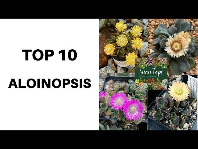 TOP 10 ALOINOPSIS