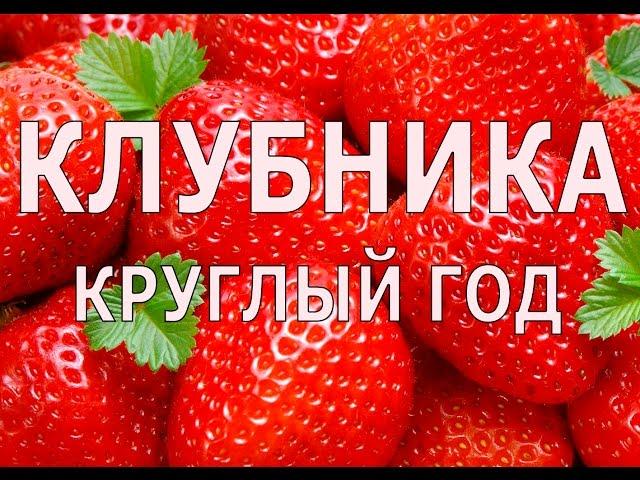 Клубника с ногами или как получать урожай клубники круглый год