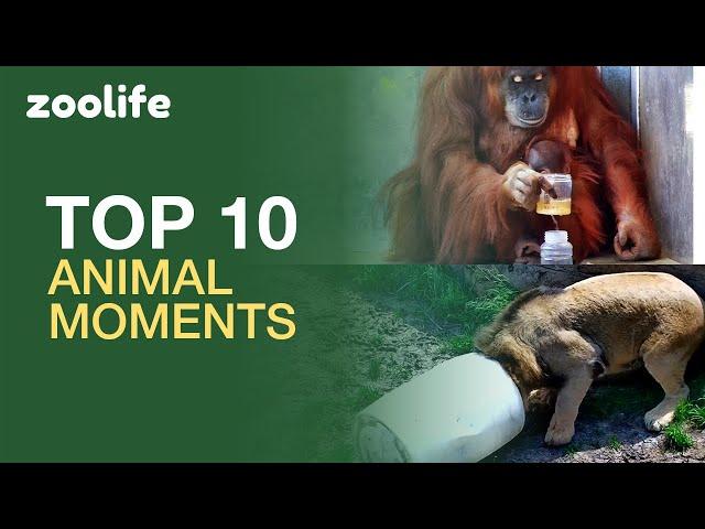  BEST animal videos on zoolife - May's Most Amazing Animal Moments! 