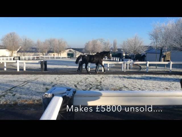 Tattersall Sales Ireland Philip Kirby Racing February 2015