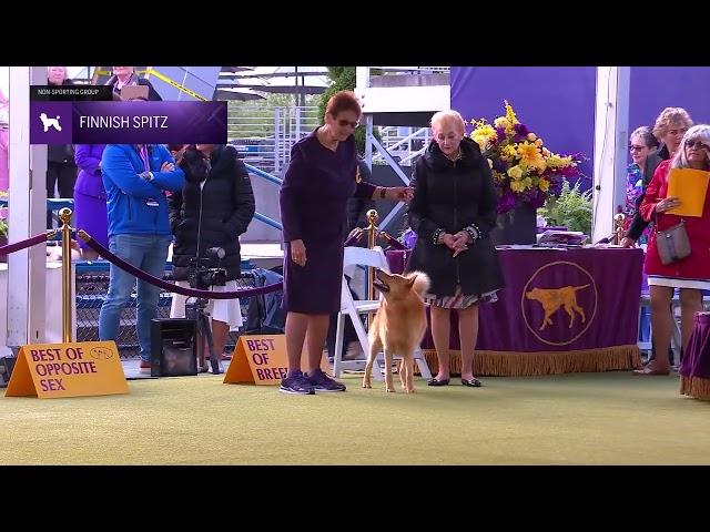 Finnish Spitz | Breed Judging 2024