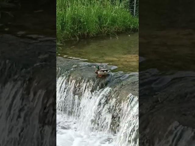 Patka na rubu, Samobor, Hrvatska / Duck on the edge, Samobor, Croatia #shorts #samobor #croatia