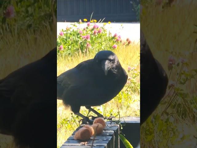 He Descended Like Royalty – For One Glorious Bite. ‍⬛#crow #love #nature #animals #summer #birds