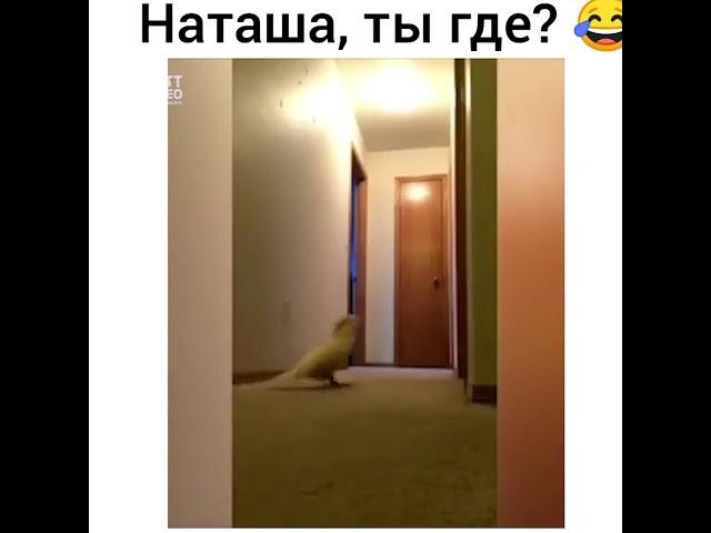 Наташа,ты где?...