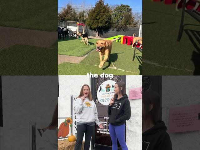 Pawz N Clawz Doggie Daycare in Cleveland Tennessee
