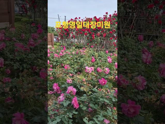 영일대장미원