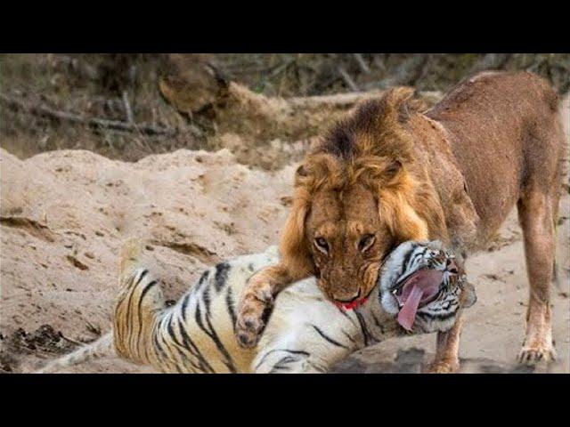 8 Times Wild Animals Surrounds Its Prey So It Can't Escape