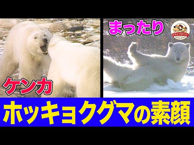 【地上最大800kgの肉食獣】北極圏でホッキョクグマを追った貴重映像！狩りに喧嘩に遊びも！鳴き声はウシ？待ちわびるのは吹雪が作る氷の道だった【どうぶつ奇想天外/WAKUWAKU】