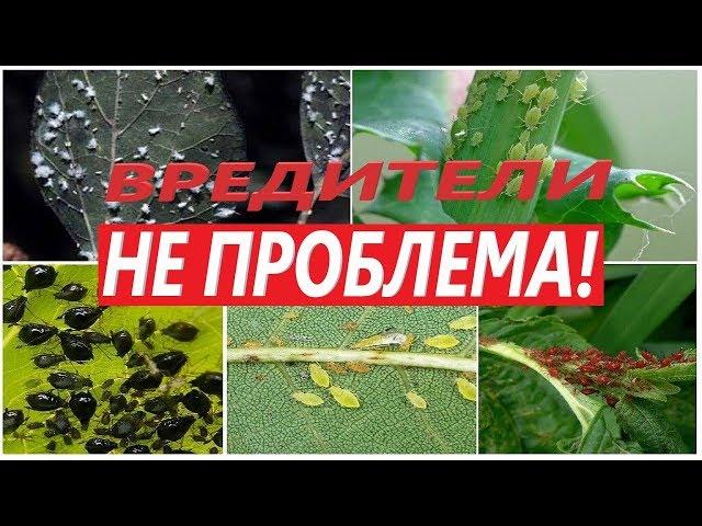     Мощнейшее средство от всех известных насекомых паразитов    !!! Клещ & червец, моя история.