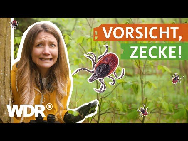 Zecken - Warum sind sie so gefährlich? | neuneinhalb - Deine Reporter | WDR