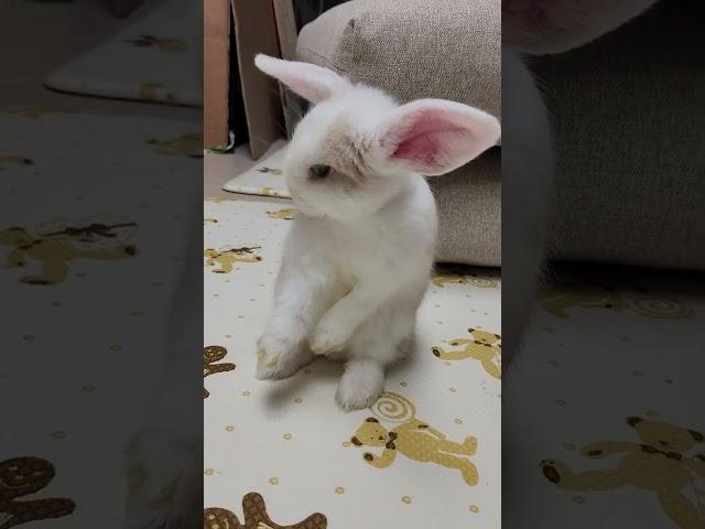 2025년 5월 22일 아유 참~ 롭이어토끼(Lop Rabbit) #Cute Bunny #Lop #rabbit  #bunny #animals #토끼 #love #cute #pets