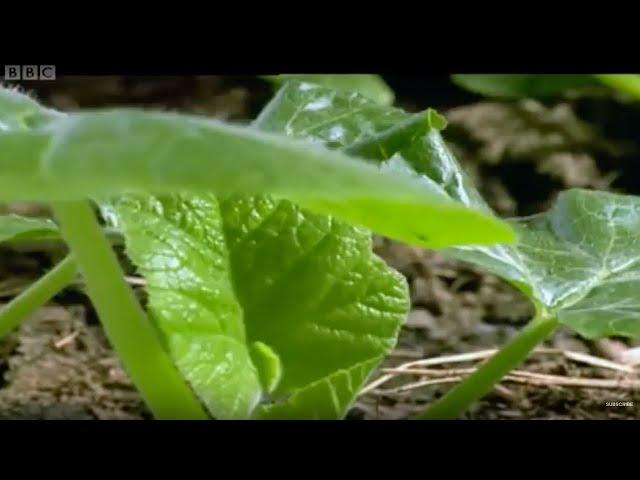 The Amazing Fertility of the Nile | Nile | BBC Earth