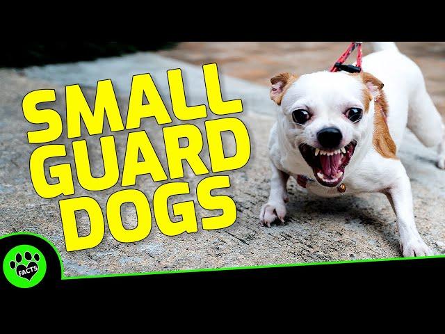 Top 7 Small Guard Dog Breeds That Pack a Protective Punch - Dogs 101