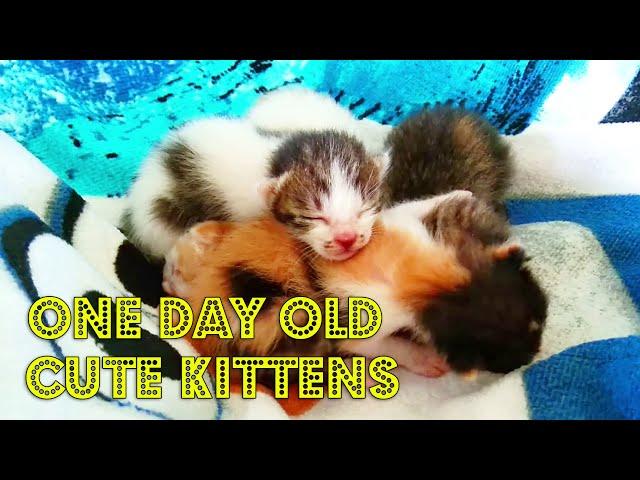 One Day Old Cute Kittens