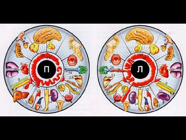 Иридодиагностика - единая теория организма помноженная на практику - ФитоЛазероФорез-Клиника Купеева