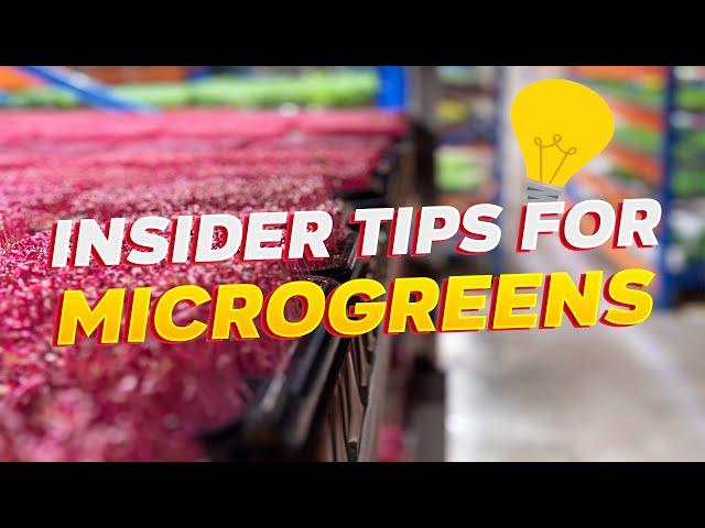 Cheers to Growth: Insider Tips for New Microgreens Farmers in 2024