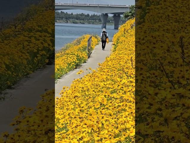 장림포구에서 다대포까지 약 5km 여름을 알리는 들꽃, 상쾌한 여름의 코스모스금계국이 활짝피었습니다#갈맷길 #부산의아름다운길 #트레킹가이드#장림포구