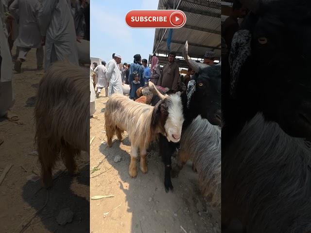 Eid ul Adha 2025 | Eid e Qurban #shorts