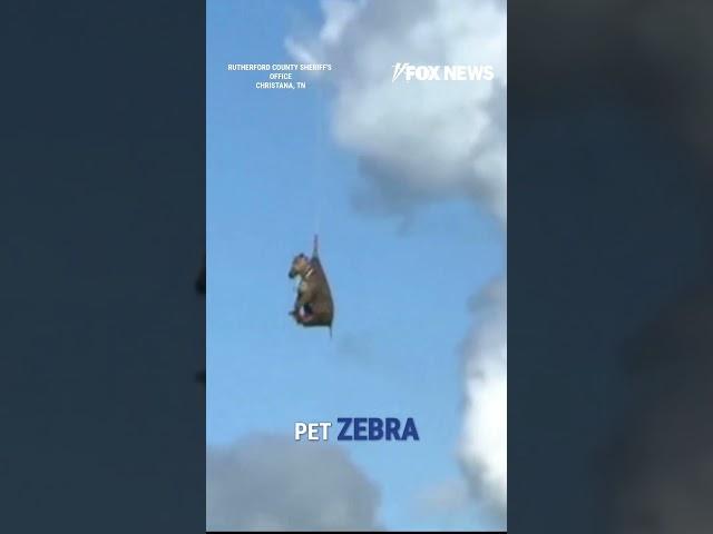 Zebra takes wild ride after escape #foxnews #news #usa #fox #shorts #zebra #zoo
