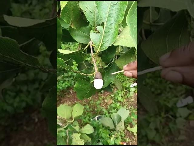 White bhilawa tree tamil|| White bhilawa biba tami call me 7498657495