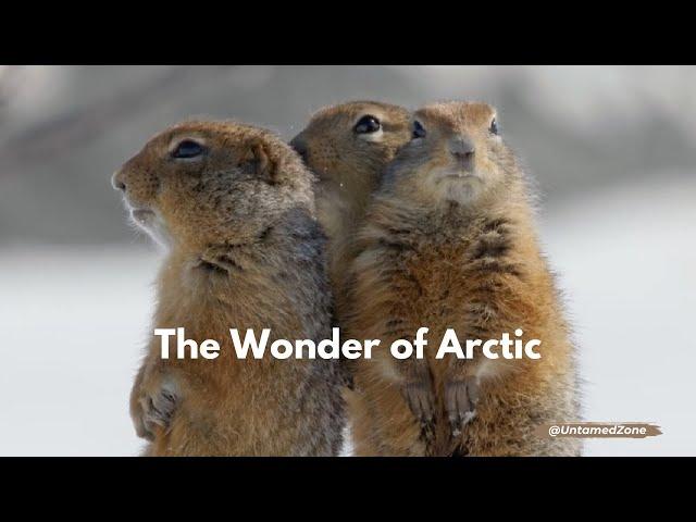 Arctic Ground Squirrel  | The Wonder of The North | Animal facts | Untamed Zone