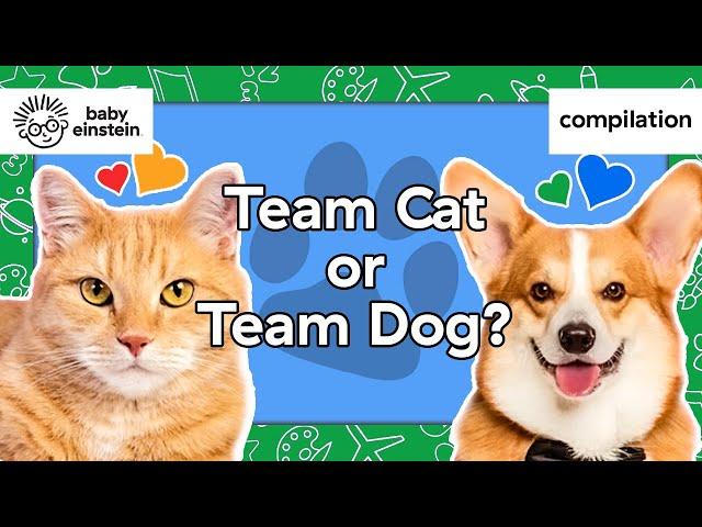 Cats, Dogs & More of Your Favorite Animals! | Baby Einstein | Learning Show for Toddlers | Animals